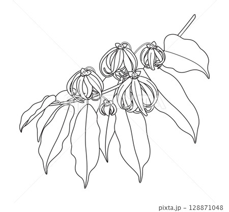 Flowering Ylang-Ylang Branch Outline Drawing 128871048