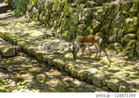 宮島のニホンジカ 広島県廿日市市 宮島のニホンジカ 広島県廿日市市 128871160