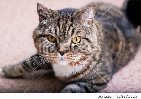 Charming Striped Cat Peacefully Relaxing Indoors in a Cozy Environment, Full of Comfort 128871515