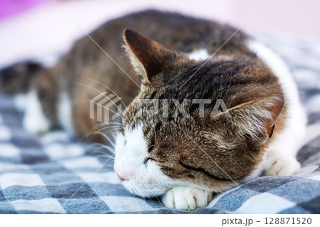 A Delightfully Cute Cat Happily Napping on a Soft, Cozy Blanket in a Warm Indoor Setting A Delightfully Cute Cat Happily Napping on a Soft, Cozy Blanket in a Warm Indoor Setting 128871520