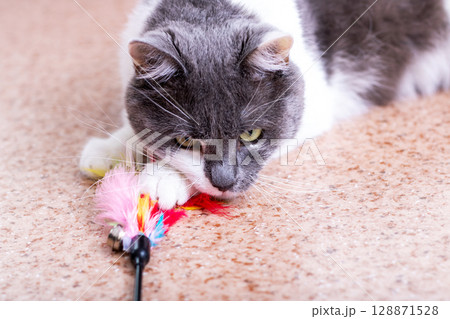 A Playful Cat Happily Engaging with a Colorful Toy in a Joyful Display of Curiosity 128871528