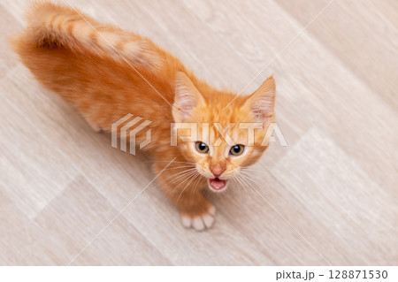 An orange kitten stands on a wooden floor, looking at the camera 128871530