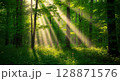 陽が差す幻想的な森林 128871576