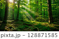 森の中の光が差し込む森 128871585