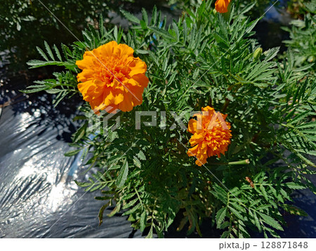 鮮やかな黄色のマリーゴールド 128871848