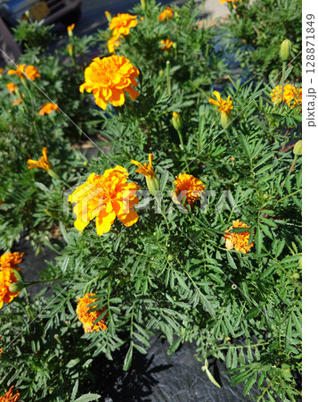 明るい黄色のマリーゴールド 128871849