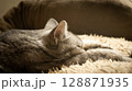 cat sleep on the couch 128871935
