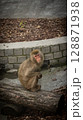 monkey in the forest 128871938