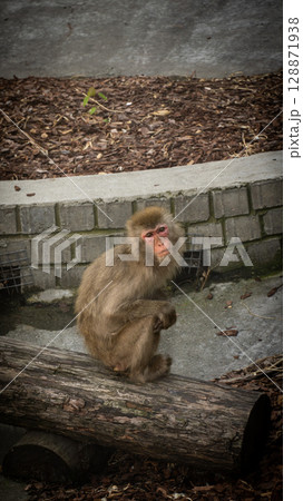 monkey in the forest 128871938