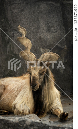 goat in the zoo 128871940