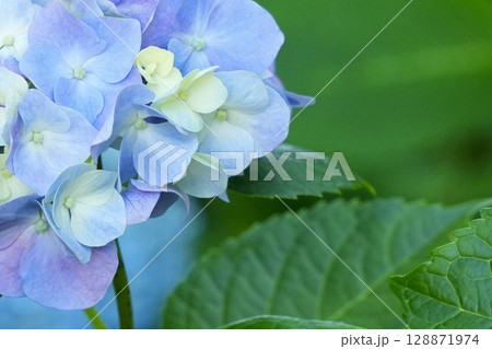 グラデーションが綺麗な青紫色のアジサイ 初夏の花 グラデーションが綺麗な青紫色のアジサイ 初夏の花 128871974