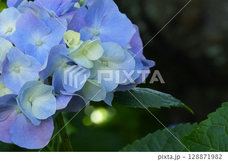 グラデーションが綺麗な青紫色のアジサイ 初夏の花 グラデーションが綺麗な青紫色のアジサイ 初夏の花 128871982