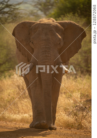 African bush elephant crosses track toward camera 128872068