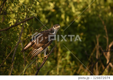 Augur buzzard with catchlight in dappled sunshine Augur buzzard with catchlight in dappled sunshine 128872074