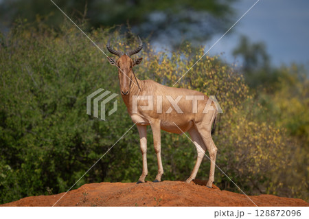 Coke hartebeest standing on mound watches camera Coke hartebeest standing on mound watches camera 128872096