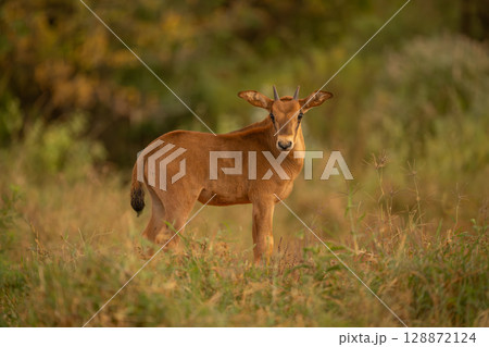 Fringe-eared oryx calf stands turning towards camera 128872124
