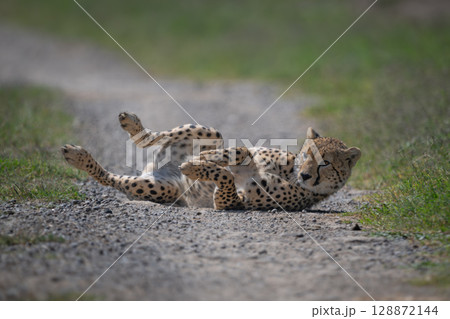 Male cheetah rolls on back in road 128872144