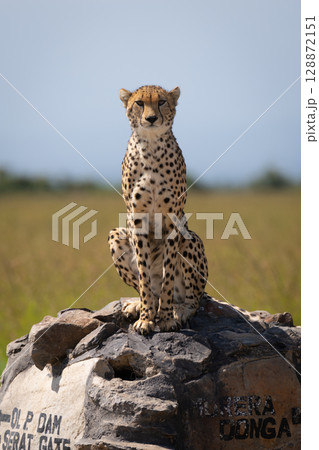 Male cheetah sits watching camera on marker 128872151