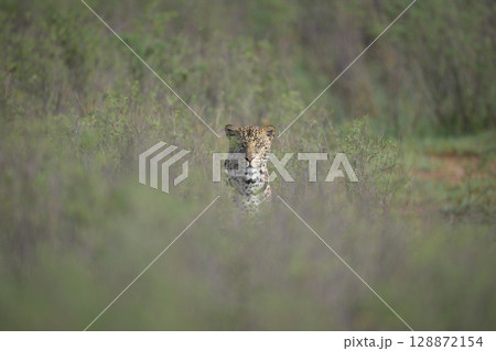 Male leopard sits watching camera from bushes Male leopard sits watching camera from bushes 128872154