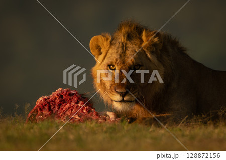 Male lion lies on grass with meat 128872156
