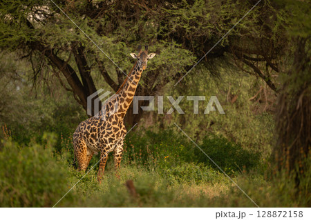 Male Masai giraffe stands carrying red-billed oxpecker Male Masai giraffe stands carrying red-billed oxpecker 128872158