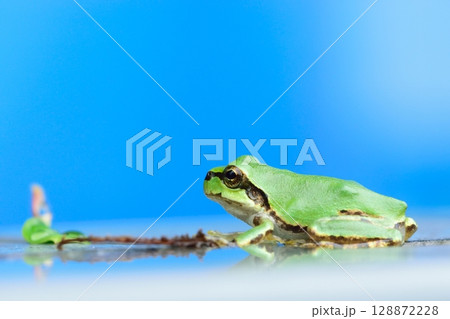 青い空とカエル 青い空とカエル 128872228
