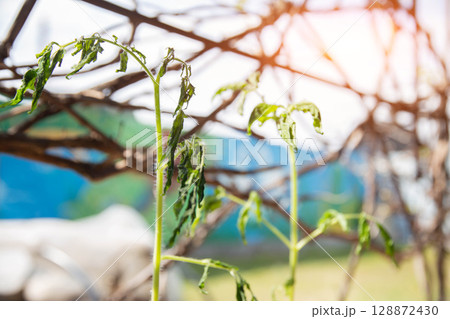 Frozen tomato plant before planting in the ground in spring, spring time Frozen tomato plant before planting in the ground in spring, spring time 128872430