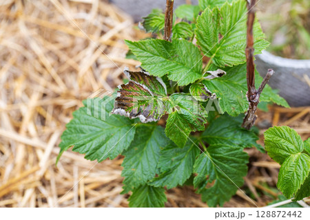 Frostbitten leaves and raspberry bushes spring, close-up Frostbitten leaves and raspberry bushes spring, close-up 128872442