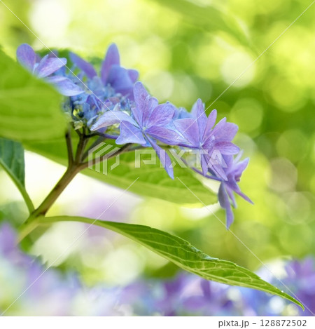 薄紫色のガクアジサイの花　玉ボケ背景 128872502