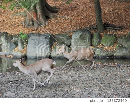 奈良公園の鹿と紅葉 奈良公園の鹿と紅葉 128872560