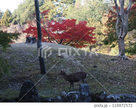 奈良公園の鹿と紅葉　 128872572