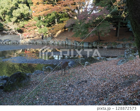 奈良公園の鹿と紅葉 奈良公園の鹿と紅葉 128872573