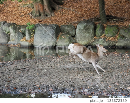 奈良公園の鹿と紅葉 奈良公園の鹿と紅葉 128872589