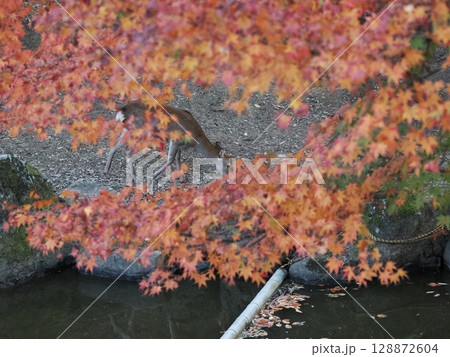奈良公園の鹿と紅葉 奈良公園の鹿と紅葉 128872604