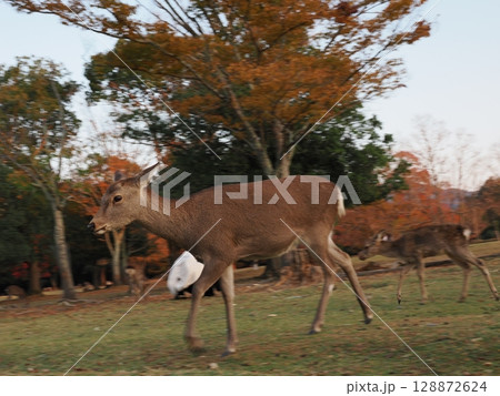 奈良公園の鹿と紅葉 奈良公園の鹿と紅葉 128872624