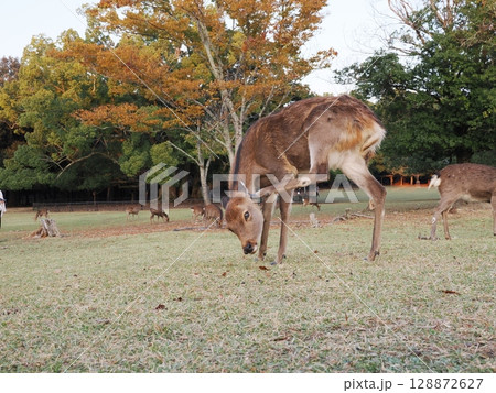 奈良公園の鹿と紅葉　 128872627
