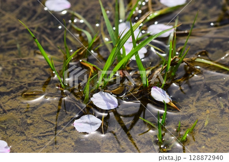 水に浮かぶ桜の花びら 128872940