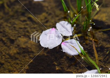 水に浮かぶ桜の花びら 128872941