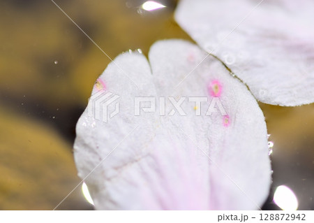 水に浮かぶ桜の花びら 128872942