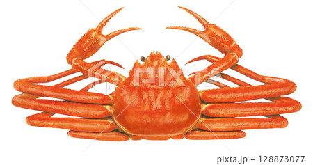 ズワイガニのイラスト 128873077