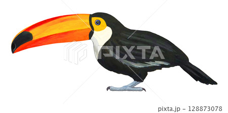 オニオオハシのイラスト 128873078