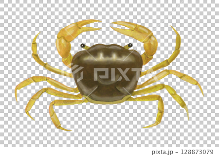 Crab illustration - 1 128873079