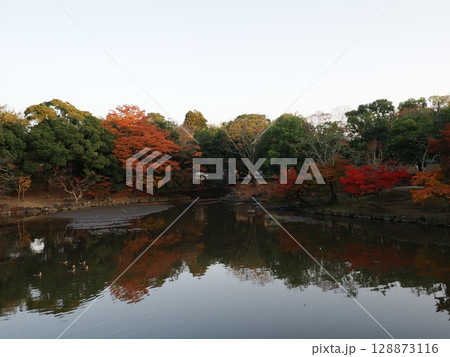 紅葉の奈良公園 128873116