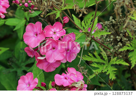 Pink phlox flower spike in close up 128873137