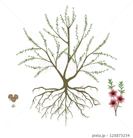 Manuka bush with fruits and flowering branch on white background.. Manuka bush with fruits and flowering branch on white background.. 128873234