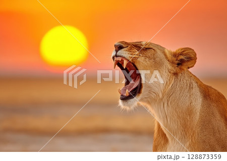 Majestic Lioness Roaring Against the Sunset in a Vibrant Savannah Landscape 128873359