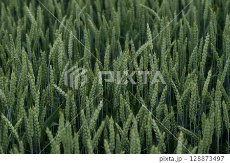 Green wheat field in the early stages of growth. Agriculture, agronomy, ecology, organic farming and environmental care. Green wheat field in the early stages of growth. Agriculture, agronomy, ecology, organic farming and environmental care. 128873497