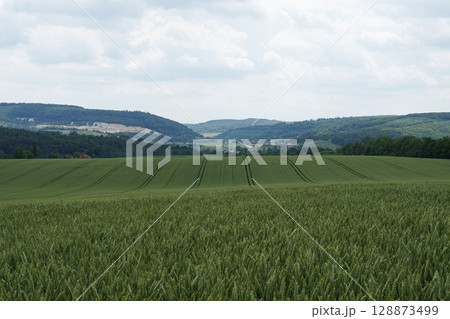 Green wheat field in the early stages of growth in a mountainous area. Agriculture, agronomy, ecology, organic farming and environmental care. Green wheat field in the early stages of growth in a mountainous area. Agriculture, agronomy, ecology, organic farming and environmental care. 128873499