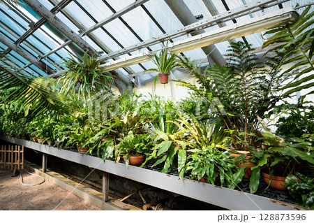 Rare tropical plants in pots hanging planters arranged on greenhouse shelves. Exotic greenery 128873596
