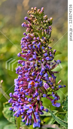 Intense violet hanging flower. Intense violet hanging flower. 128874556